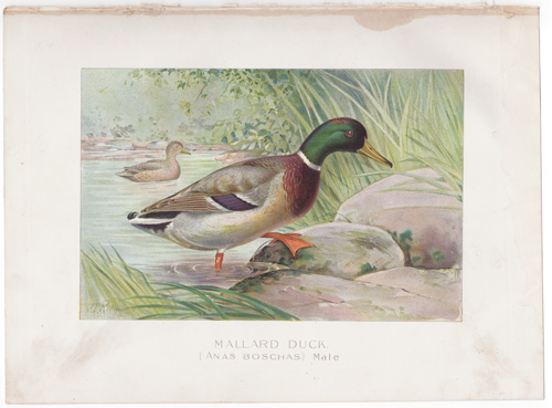 MALLARD DUCK BY RIDGWAY